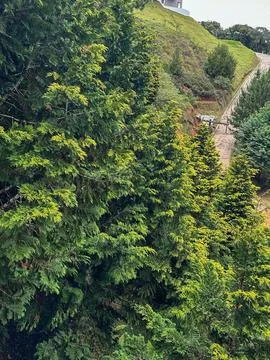 Green pine forest and the path Stock Photos