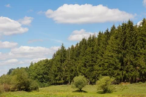 Green pine forest on a background of blue sky Stock Photos