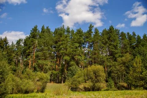 Green pine forest on a background of blue sky. sunlight Stock Photos