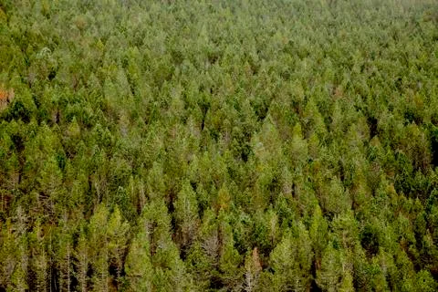 Green pine forest background Stock Photos