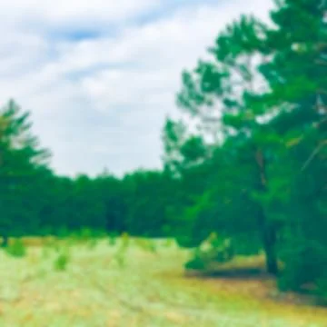 Green pine forest - blurred image Stockfoto's