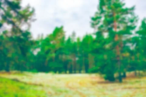 Green pine forest - blurred image 写真素材