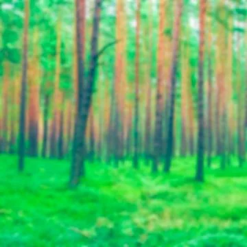 Green pine forest - blurred image 写真素材
