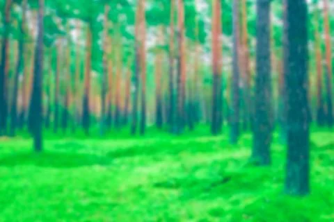 Green pine forest - blurred image 스톡 사진