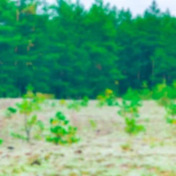Green pine forest - blurred image 写真素材