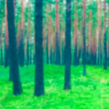 Green pine forest - blurred image 写真素材