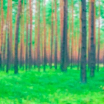 Green pine forest - blurred image 写真素材