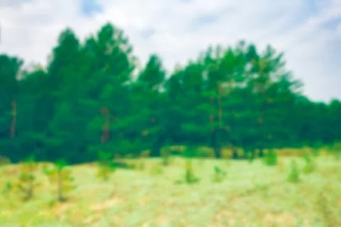 Green pine forest - blurred image Stockfoto's