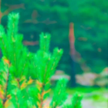 Green pine forest - blurred image Stock Photos