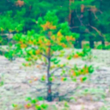 Green pine forest - blurred image 写真素材
