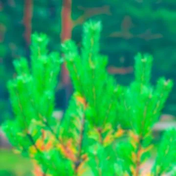 Green pine forest - blurred image 스톡 사진
