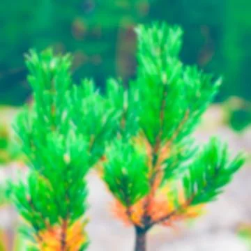 Green pine forest - blurred image 스톡 사진