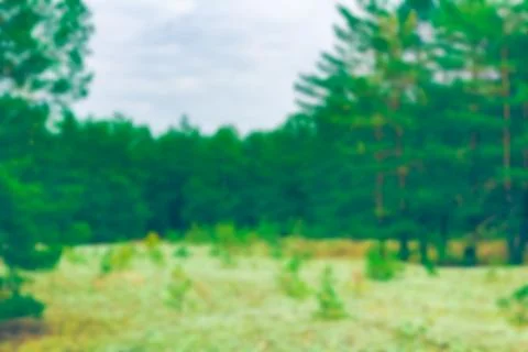 Green pine forest - blurred image Stockfoto's