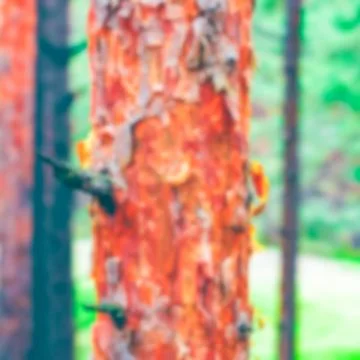 Green pine forest - blurred image 스톡 사진