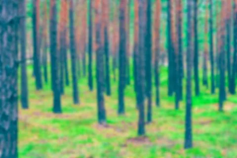 Green pine forest - blurred image 写真素材