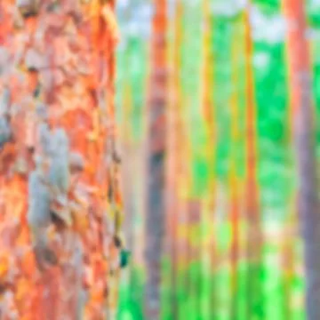 Green pine forest - blurred image 写真素材