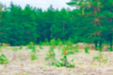 Green pine forest - blurred image Stockfoto's