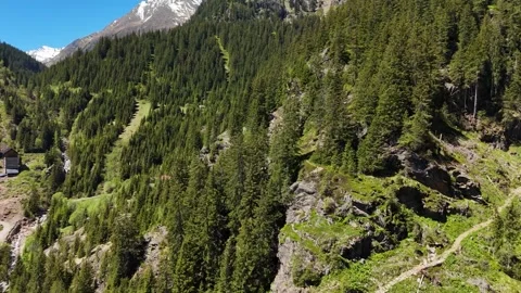 Green Pine Forest Canopy Covering High Altitude Incline Stock Footage 343704012