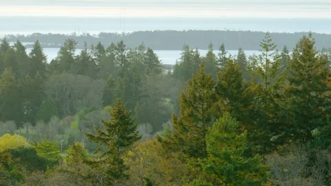 Green pine forest canopy overlooking ocean water horizon Видео 338013871