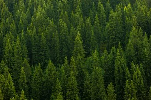 A green pine forest at cloudy rainy weather full-frame closeup background Фото
