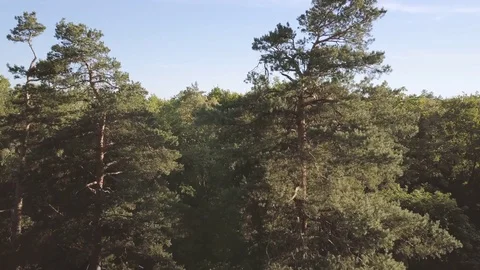 Green pine forest. Coniferous trees. Aerial view Stock Footage 76278912