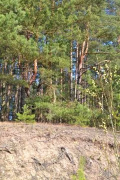 Green pine forest with dune. Sunlight natural landscape, vertical photo Stock Photos