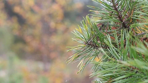 Green pine in the forest Stock Footage 96421349