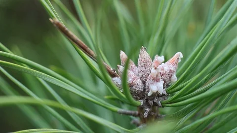 Green pine in the forest Video stock 96421646