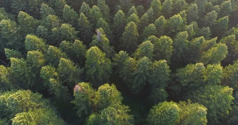 Green Pine Forest Stock Footage 135393780