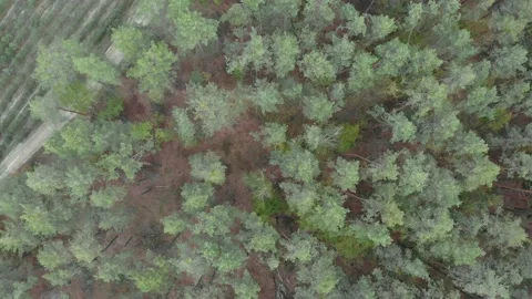 Green pine forest Video stock 142018838