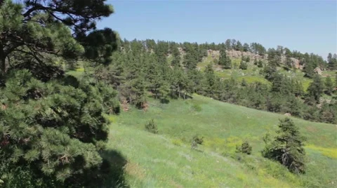 Green Pine Forest &amp; Grassy Field Stock Footage 47745193