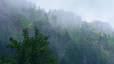 Green Pine Forest on Misty Mountain Slope in Himachal Pradesh  Monsoon Fog .. Stock Footage 316360754