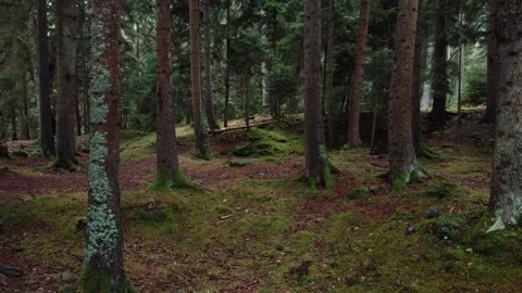 Green pine forest with moss and red tree trunks. Stock Footage 314942081