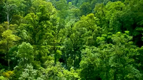 Green Pine forest is a natural resource. Stock Footage 246803793