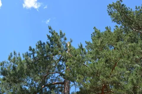 Green pine forest, old pine trees, brown bark growing against of blue sky. Фото