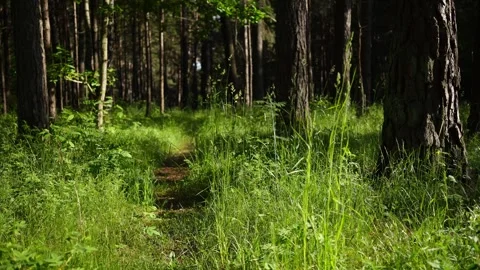Green Pine Forest Path Stock Footage 337096908