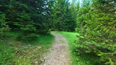 Green pine forest path winds through tall trees. Hiking Trail, Durmitor Vídeo Stock 342982982