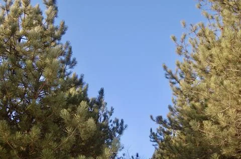 Green Pine Forest Foto stock