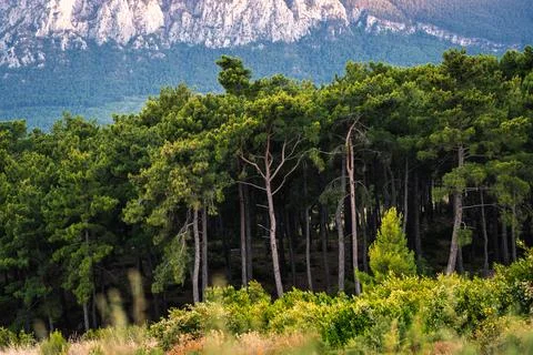 Green pine forest with rugged mountain backdrop in summer light 스톡 사진