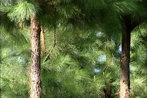 Green Pine Forest SD-11 库存影片 37670767