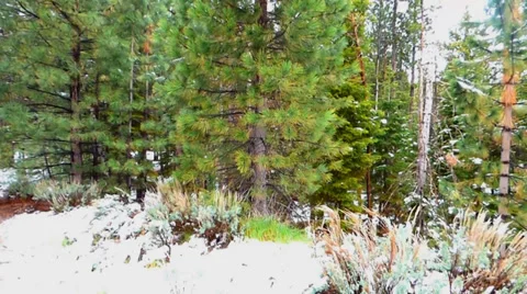 Green Pine Forest with Snow on the Ground Видео 38491591