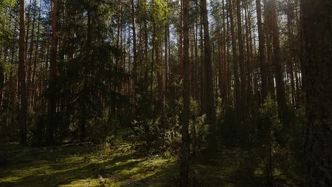 A green pine forest in the summer sunlight. Stock Footage 117000179