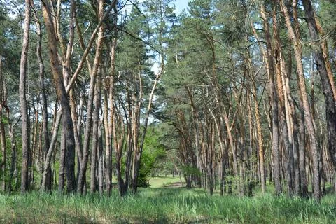 Green pine forest, trees, bushes, meadows of flowers and field grass, blue sky. 写真素材