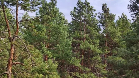 Green pine forest trees swaying in wind. Video stock 328969181