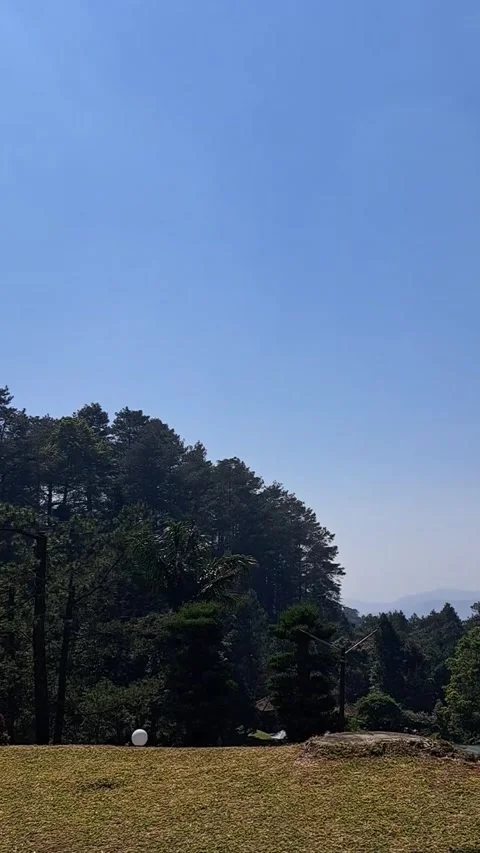 Green Pine Forest Under Clear Blue Sky Stock Footage 331415818