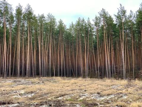 Green pine forest, view from afar. Tall, beautiful pine trees on a background Stock Photos
