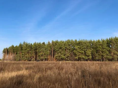 Green pine forest, view from far. Tall, beautiful pine trees against the blue Stock Photos
