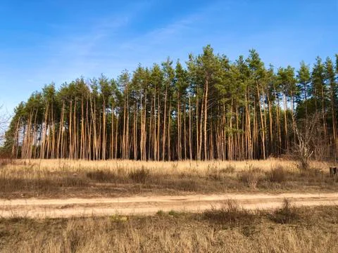 Green pine forest, view from far. Tall, beautiful pine trees against the blue Stock Photos