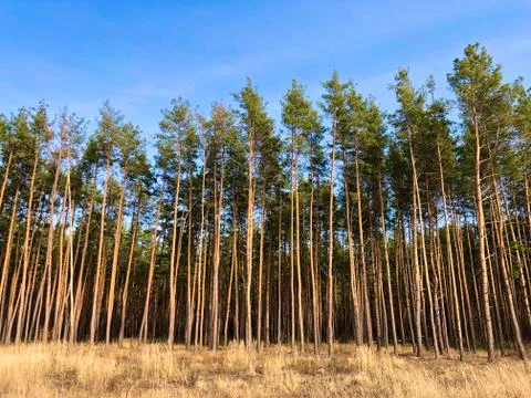 Green pine forest, view from far. Tall, beautiful pine trees against the blue Photos