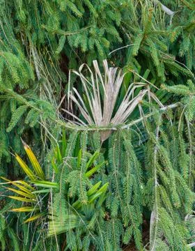 Green pine fronds in spring with palm leaves in the middle Stock Photos